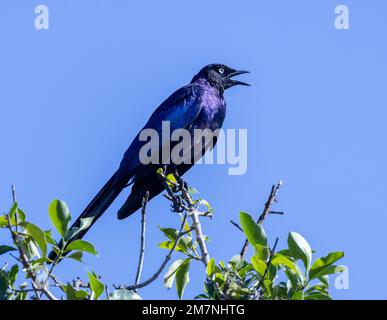 Rüppells Starling (Lamprotornis purpuroptera), Masai Mara Nationalpark, Kenia Stockfoto