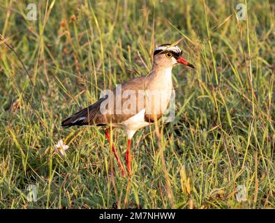 Kranzbein (Vanellus coronatus) oder Kranzpfeifer im Masai Mara-Nationalpark, Kenia Stockfoto