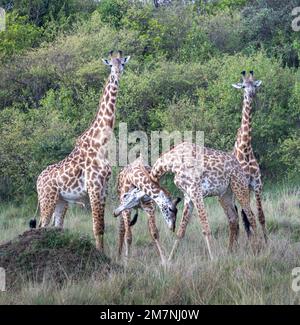 Vier Masai-Giraffen (Giraffa camelopardalis tippelskirchi oder Giraffa tippelskirchi), von denen zwei nach Dominanz suchen, Masai Mara, Kenia Stockfoto