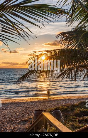 Die aufgehende Sonne scheint durch Palmen an einem Strand in Florida. Stockfoto