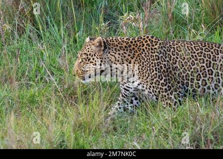 leoparden auf langem Gras, Masai Mara-Nationalpark, Kenia Stockfoto