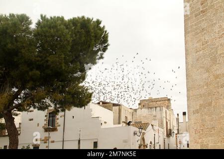 Felline, Italien. Taubenherde im Flug über Gebäude im historischen Zentrum. Stockfoto