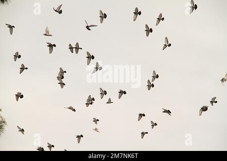 Taubenherde im Flug Stockfoto