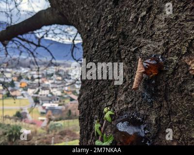 Natürliche Bildung von Kirschbaumkautschuk oder -Harz Stockfoto