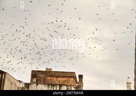 Felline, Italien. Taubenherde im Flug über Gebäude im historischen Zentrum. Stockfoto