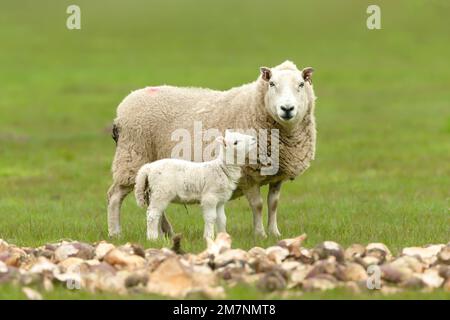 Nahaufnahme eines jungen Lamms, das ihre Mutter ansieht. Das Schaf steht vor der Kamera und stand in der Nähe einer großen Speisung von gehackten Rüben. Sauberer Hintergrund. Verstanden Stockfoto