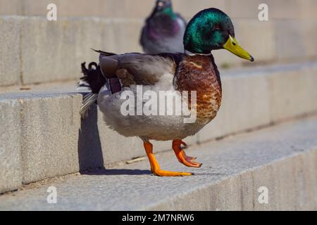 Nahaufnahme einer Stockente mit gebrochenem Bein Stockfoto