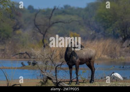 Männchen Nilgai oder Bluebuck oder blaue Kuh im Bharatput Nationalpark Stockfoto