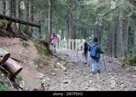 KARPATEN, UKRAINE - 8. OKTOBER 2022 Mount Hoverla. Karpaten in der Ukraine im Herbst. Touristen wandern durch Hügel und Wälder bis zum Gipfel des Hoverla Berges Stockfoto