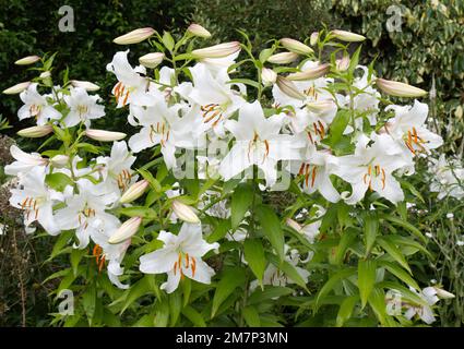 Duftende weiße Sommerblumen aus Lilium speciosum Album im britischen Garten im August Stockfoto