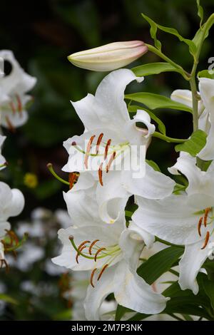 Duftende weiße Sommerblumen aus Lilium speciosum Album im britischen Garten im August Stockfoto