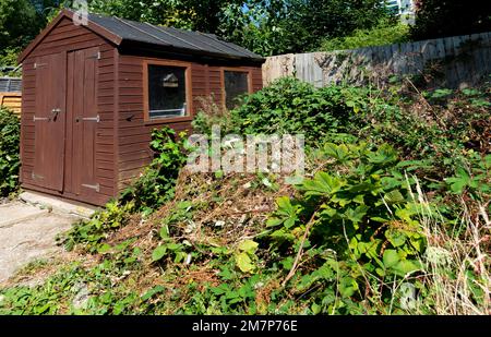 Überwucherter und vernachlässigter innerstädtischer Garten mit Holzschuppen, Reading, Berkshire, England, Großbritannien Stockfoto