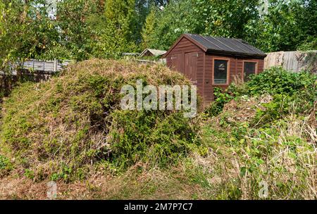 Überwucherter und vernachlässigter innerstädtischer Garten mit Holzschuppen, Reading, Berkshire, England, Großbritannien Stockfoto