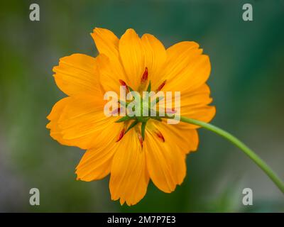 Kleckern Sie von einem orangefarbenen Sulfar Cosmos-Blüte auf einem grünen Hintergrund Stockfoto