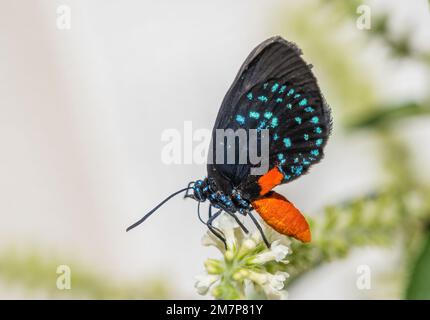 Nahaufnahme eines einzelnen Atala-Schmetterlings, auch bekannt als Coontie-Haarsträhne oder einfach nur atala-Schmetterling mit Flügeln im Butterfly Estate in Ft Myers, FL Stockfoto