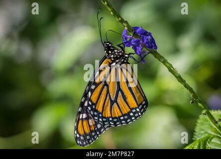 Orange und schwarz Monarch-Schmetterling Danaus Plexippus auf Blüten in den Butterfly Estates in Fort Myers, Florida, USA Stockfoto