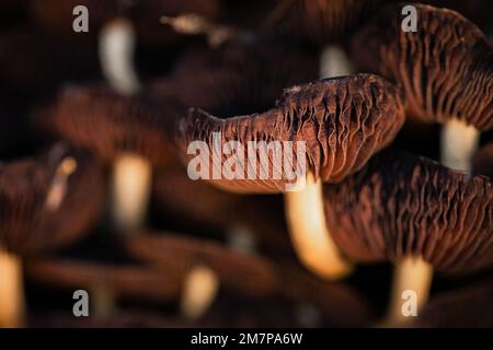Nahaufnahme der Kiemen einer Gruppe von Pilzen, die auf einem Baumstumpf in einem Wald in Aisholt, Quantocks, West Somerset wachsen Stockfoto