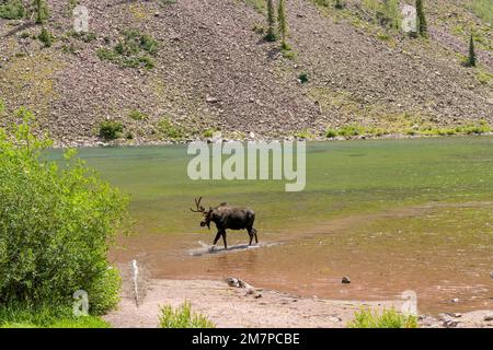 Elch am Maroon Lake - Ein junger Elch mit nur einem Geweih, der an einem sonnigen Sommernachmittag im seichten Wasser des Maroon Lake spaziert und gefüttert wird. Aspen, CO. Stockfoto