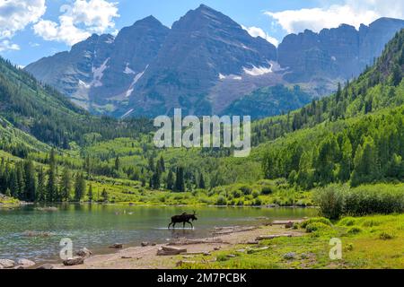 Elch am Maroon Lake - Ein junger Elch mit nur einem Geweih, der an einem Sommerabend im Maroon Lake am Fuße der Maroon Bells spaziert und füttert. Aspen, CO. Stockfoto