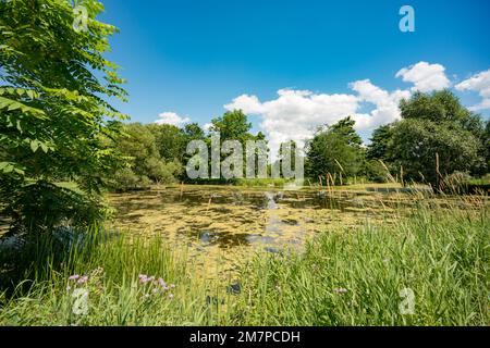 Lac Dow, Ottawa, Ontario, Kanada Stockfoto