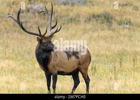 Bull Elk - Nahaufnahme eines starken, reifen Bullenwapfel, der an einem späten Sommerabend im Rocky Mountain National Park auf einer Bergwiese steht und grast. Stockfoto