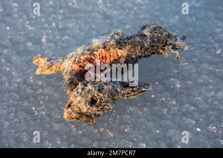 Gefrorenes und teilweise gefressenes europäisches Jungkaninchen, Oryctolagus cuniculus, auf Eis Stockfoto