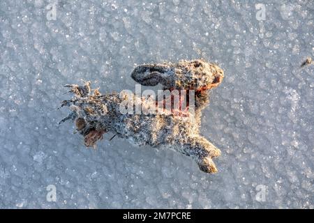 Gefrorene und teilweise verzehrte europäische Jungkaninchen oder Oryctolagus cuniculus auf Eis Stockfoto