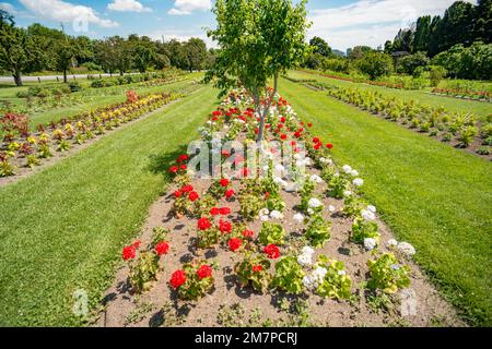 Arboretum, Dow's Lake, Ottawa, Ontario, Kanada Stockfoto