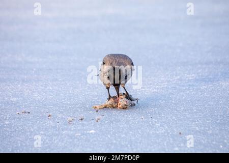 Corvus cornix oder Kapuzenkrähe oder Verbrühungskrähe, die gefrorene europäische Kaninchen auf Eis essen Stockfoto