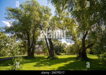 Lac Dow, Ottawa, Ontario, Kanada Stockfoto