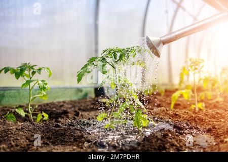 Im Frühling in einem Gewächshaus junge Tomatensprossen gießen. Stockfoto