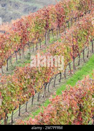 Reben im Herbst, Quinta das Garvalhas, Duoro-Tal, Portugal, Europa Stockfoto