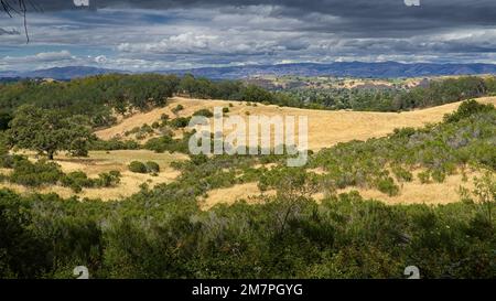 Sanfte Hügel mit gelbem Gras und grüne Busse unter dem Himmel mit Wolken. Stockfoto