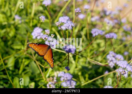 Orangefarbener und schwarzer Queen-Schmetterling, Danaus gilippus, auf blauen Mistblumen mit sanftem grünen Gartenhintergrund. Schmetterlinge sind ein Symbol der Wiedergeburt. Stockfoto