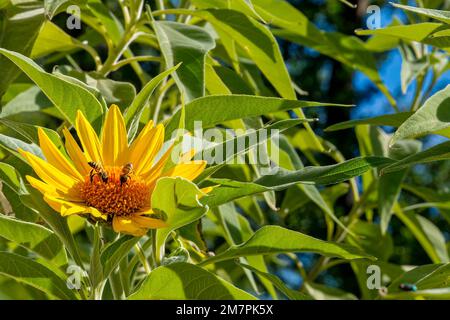 Wüstensonnenblume mit zwei westlichen Honigbienen, APIs mellifera Stockfoto