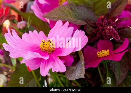 Rosafarbene Cosmos (Cosmos bipinnatus) Blume mit Fokus auf der gelben Mitte Stockfoto