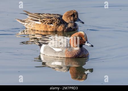 Männlicher und weiblicher Wigeon, Holes Bay, Poole Harbour, Poole, Dorset, UK Stockfoto