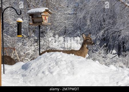 Aus nächster Nähe sehen Sie einen einsamen Weißwedelhirsch, der an einem sonnigen Wintertag von einem Schneehügel aus nach oben blickt, während er an einem Vogelfutterhund isst Stockfoto