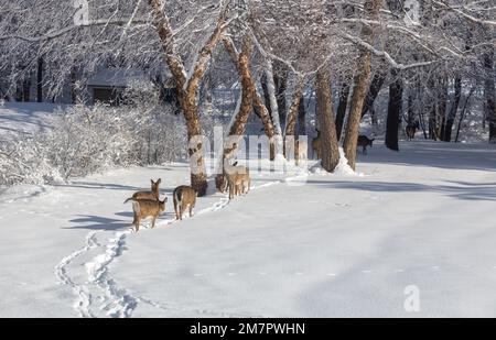 Landschaftsblick auf eine große Gruppe von Weißwedelhirschen, die an einem sonnigen Wintertag auf einem schneebedeckten Pfad zu einer von Bäumen gesäumten Schlucht wandern Stockfoto