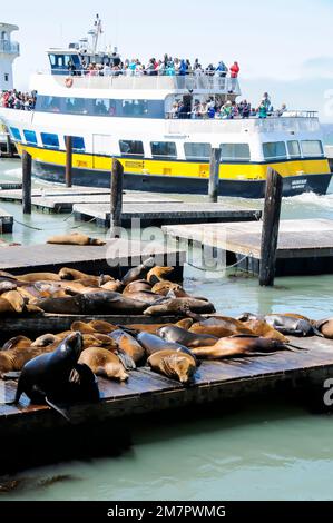 Touristen auf dem Boot beobachten Seelöwen, Pier 39, San Francisco Stockfoto