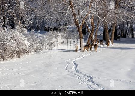 Landschaftsblick auf eine große Gruppe von Weißwedelhirschen, die an einem sonnigen Wintertag auf einem schneebedeckten Pfad zu einer von Bäumen gesäumten Schlucht wandern Stockfoto