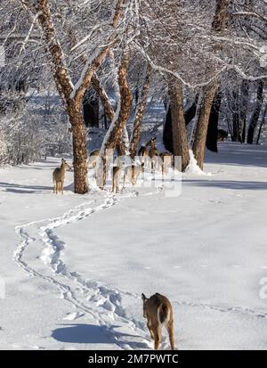 Landschaftsblick auf eine große Gruppe von Weißwedelhirschen, die an einem sonnigen Wintertag auf einem schneebedeckten Pfad zu einer von Bäumen gesäumten Schlucht wandern Stockfoto