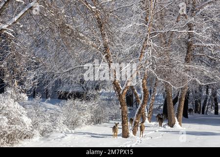 Landschaftsblick auf eine große Gruppe von Weißwedelhirschen, die an einem sonnigen Wintertag auf einem schneebedeckten Pfad zu einer von Bäumen gesäumten Schlucht wandern Stockfoto