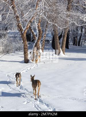 Landschaftsblick auf eine große Gruppe von Weißwedelhirschen, die an einem sonnigen Wintertag auf einem schneebedeckten Pfad zu einer von Bäumen gesäumten Schlucht wandern Stockfoto