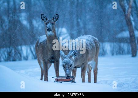 Aus nächster Nähe sehen Sie ein Paar Weißwedelhirsche, die während eines Schneesturms an einem kalten Wintermorgen an einer Maiszuführung füttern Stockfoto