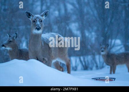 Aus nächster Nähe sehen Sie ein Paar Weißwedelhirsche, die während eines Schneesturms an einem kalten Wintermorgen an einer Maiszuführung füttern Stockfoto