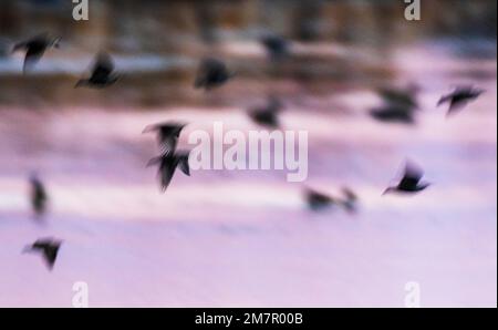 Pan; Motion; verwacklungsfreie Sicht auf Vogelschwärme bei Sonnenaufgang, Monte Vista National Wildlife Refuge, San Luis Valley; Colorado, USA Stockfoto