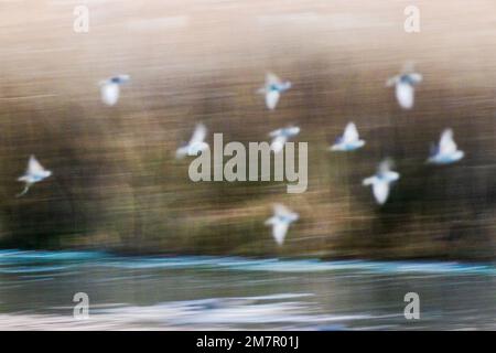 Pan; Motion; verwacklungsfreie Sicht auf Vogelschwärme bei Sonnenaufgang, Monte Vista National Wildlife Refuge, San Luis Valley; Colorado, USA Stockfoto