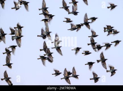 Pan; Motion; verwacklungsfreie Sicht auf Vogelschwärme bei Sonnenaufgang, Monte Vista National Wildlife Refuge, San Luis Valley; Colorado, USA Stockfoto