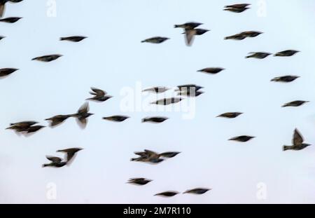 Pan; Motion; verwacklungsfreie Sicht auf Vogelschwärme bei Sonnenaufgang, Monte Vista National Wildlife Refuge, San Luis Valley; Colorado, USA Stockfoto